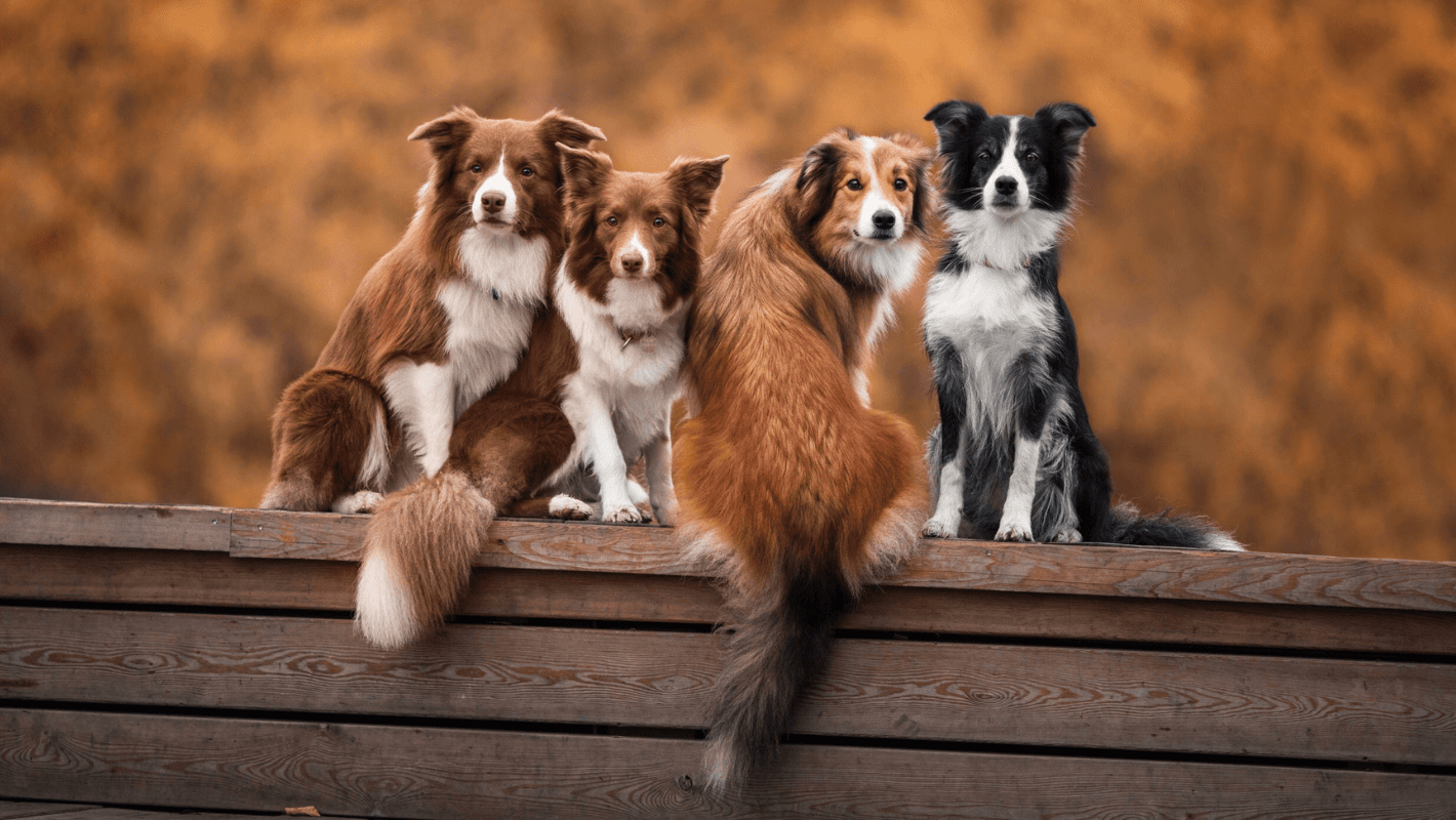Köpeklerde Leptospirosis kapak görseli