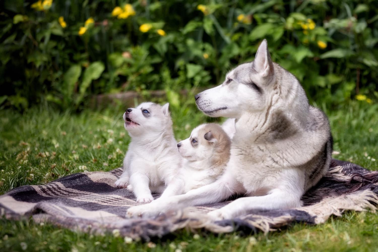 Köpek Parvovirus İnfeksiyonu (Canine Parvovirus Infection) kapak görseli