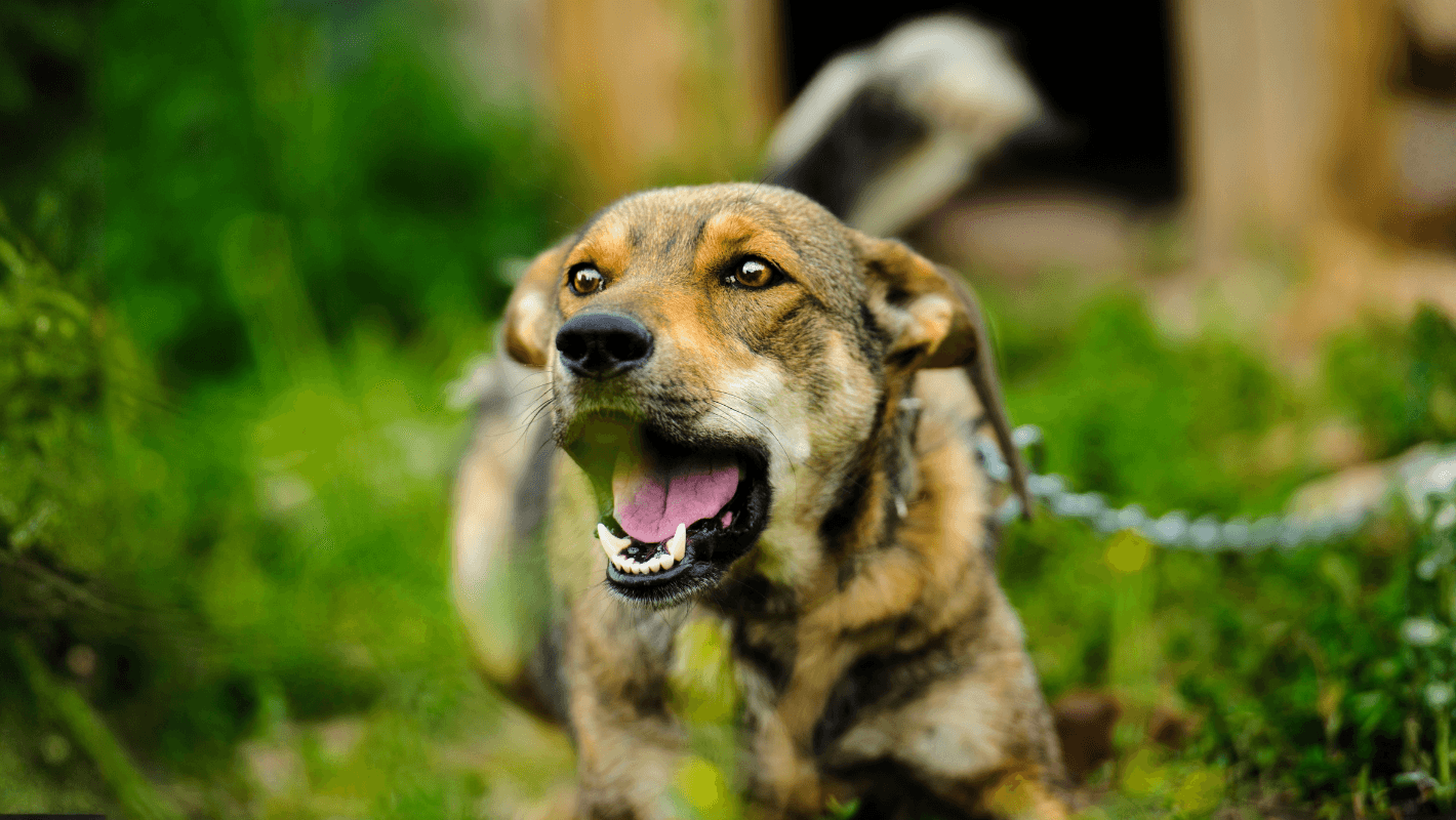 Kuduz Hastalığı (Rabies) kapak görseli