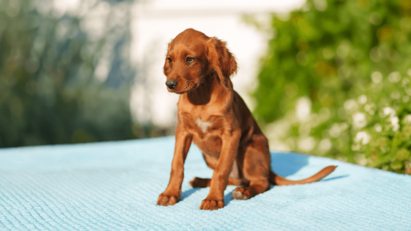 Köpek Gençlik Hastalığı (Distemper) kapak görseli