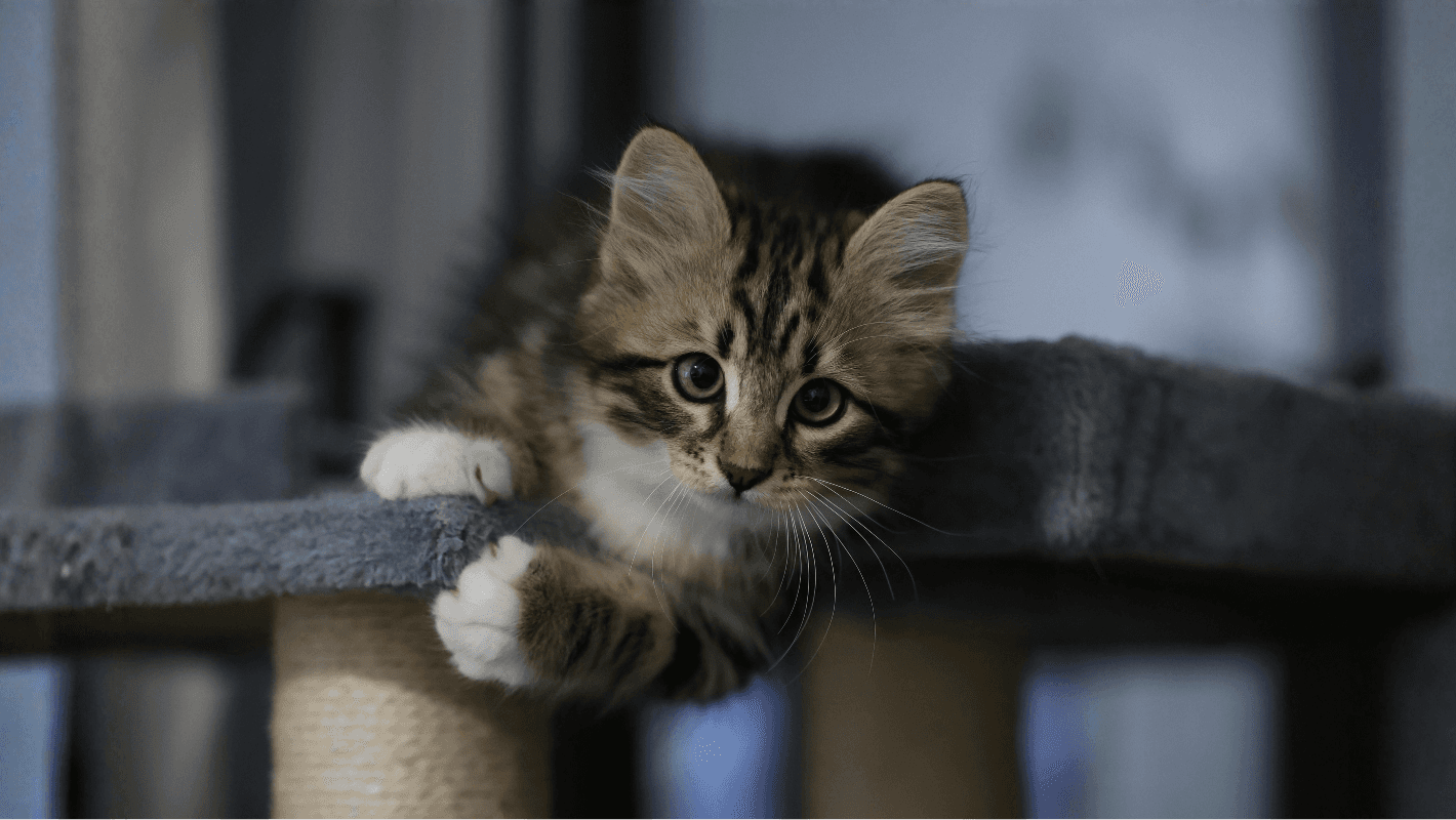 Kedi Gençlik Hastalığı (Panleukopeni) enfeksiyonu (Feline Distemper virüs) kapak görseli
