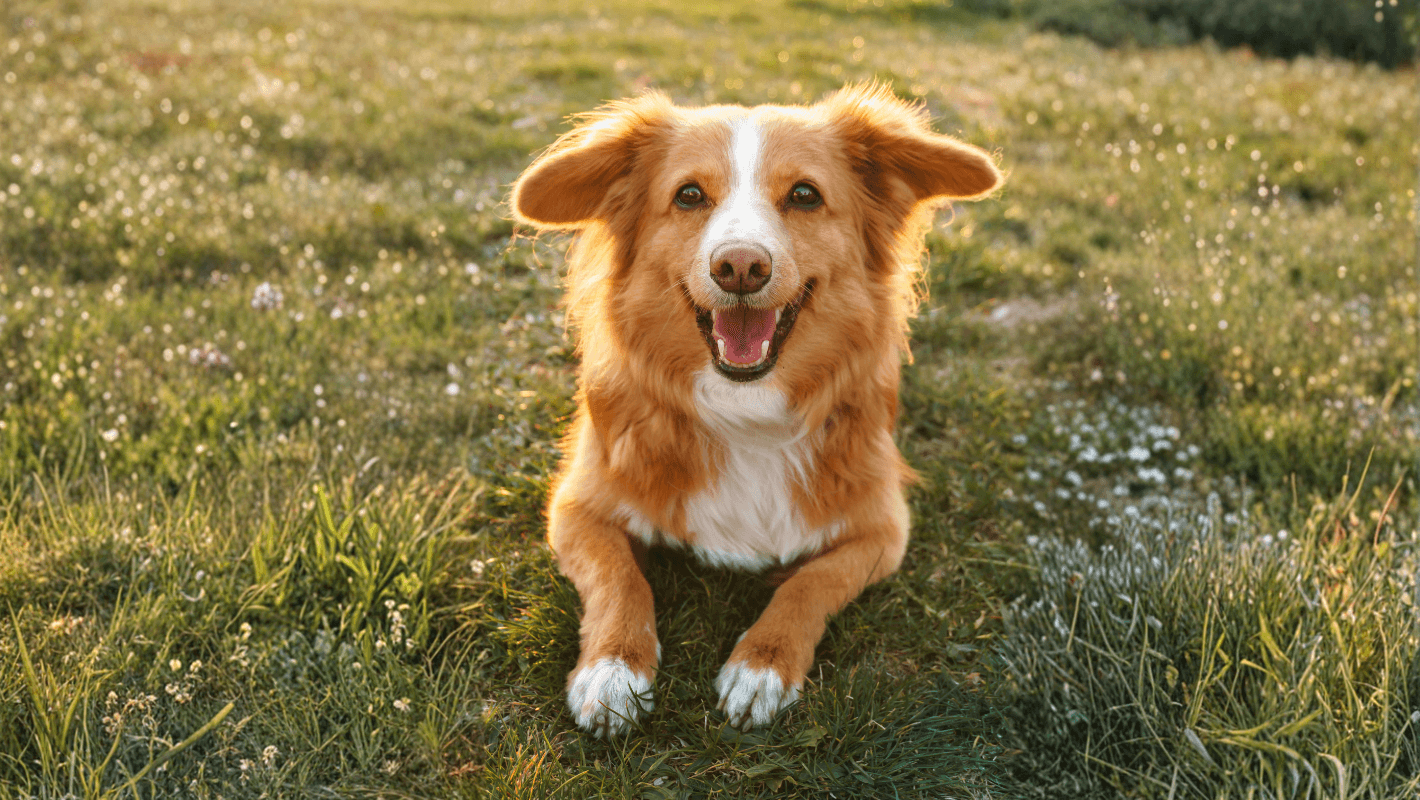 Atopik Dermatitli Köpeklerde Klinik İyileşme kapak görseli
