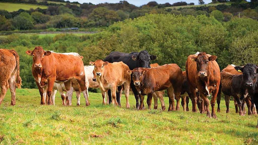 Sığırların Kompleks Solunum Yolu Hastalığı (BRDC=Bovine Respiratory Disease Complex) kapak görseli