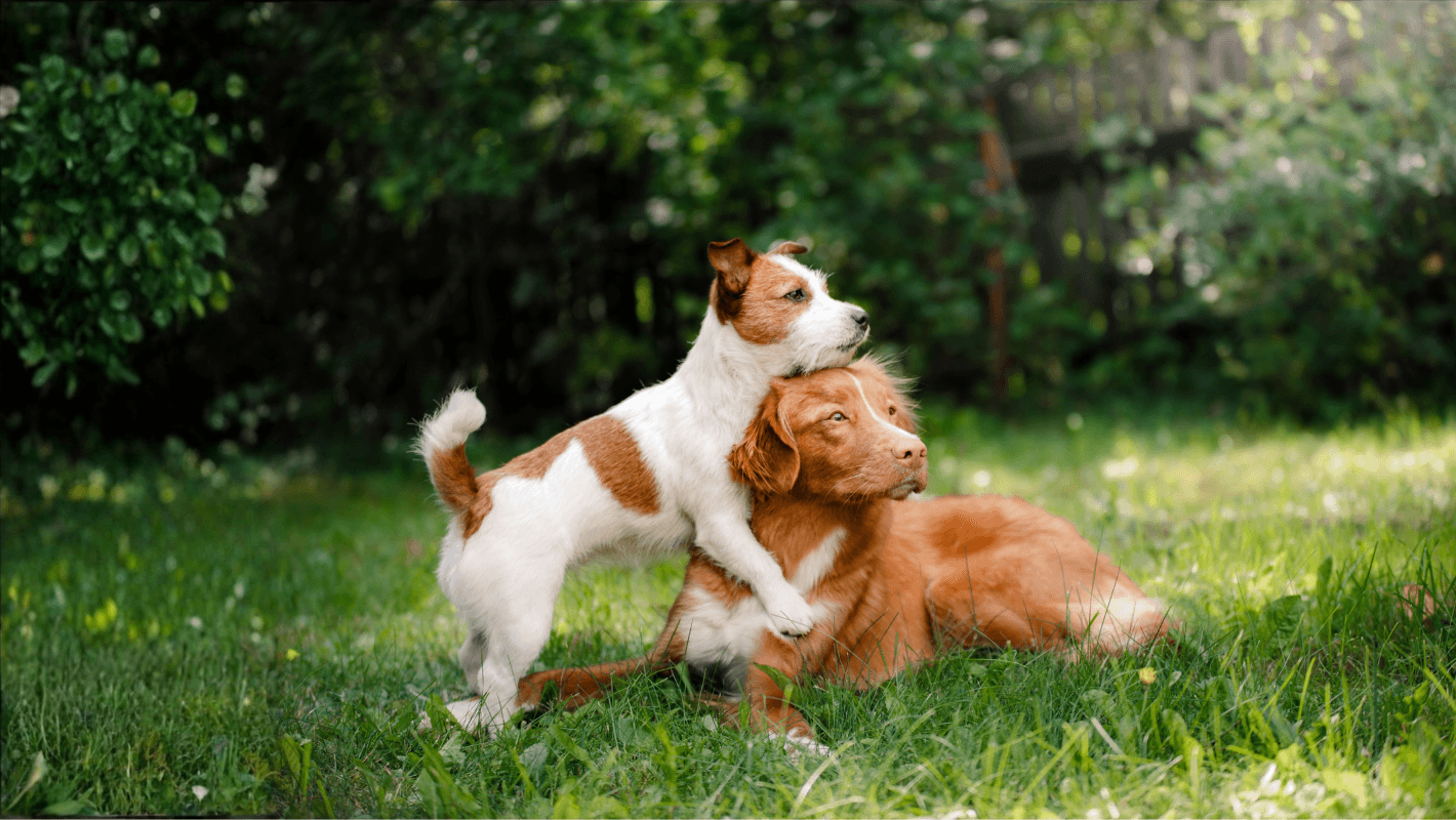 Köpek Herpesvirus Enfeksiyonu (Canine Herpesvirus Disease) kapak görseli