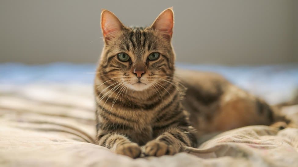 Kedilerin Calicivirus (Feline Calicivirus) enfeksiyonu (FCV) kapak görseli